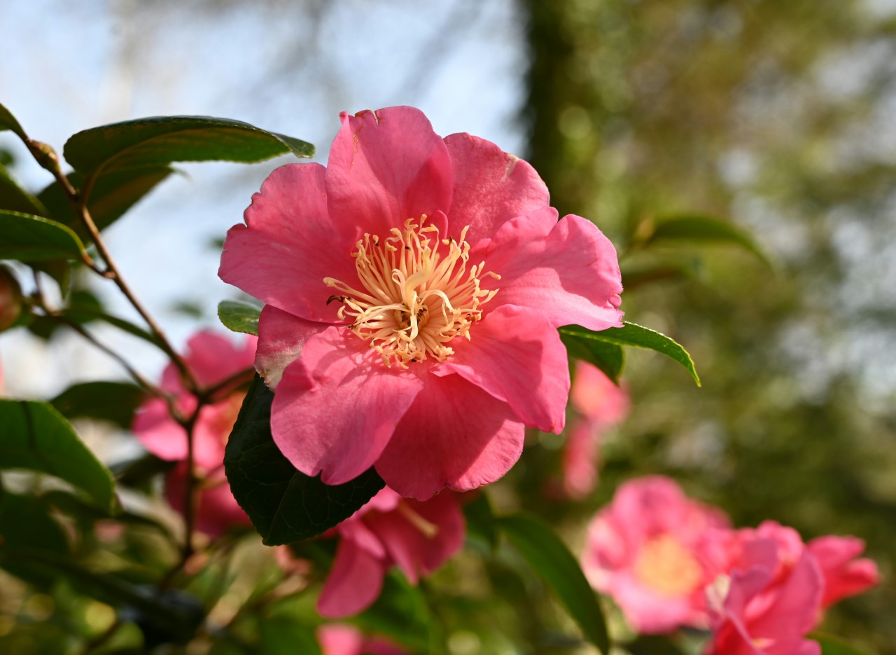 C. x williamsii 'Elizabeth Bolitho'